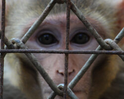 AA_IB_145_Not_An_Animal