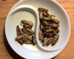 AA_IB_186_Let_Them_Eat_Bugs