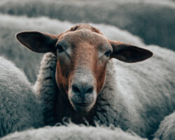 AA_IB_192_Meeting_Expectations