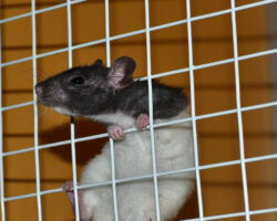 AA_IB_223_Spiritual Death