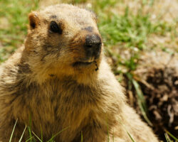 AA_IB_263_Groundhog_Day