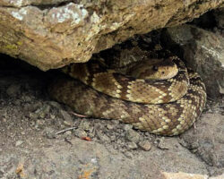 AA_IB_322_Looking_Under_Rocks