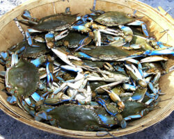 AA_IB_374_Crabs_in_a_Bucket