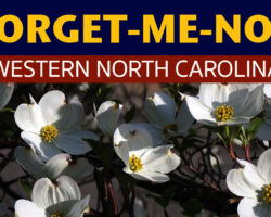 AA_IB_422_Forget-Me-Not_Western_NC