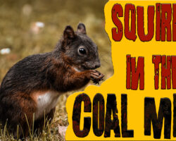 AA_IB_424_Squirrel_in_the_Coal_Mine